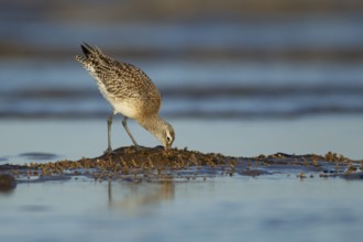 Bar tailed godwit (Limosa lapponica) adult wading bird in winter plumage feeding on a shoreline,