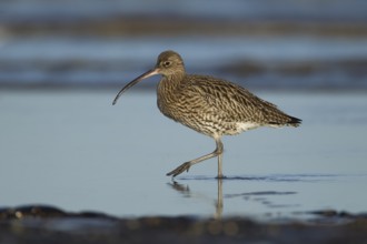 Eurasian curlew (Numenius arquata) adult wader bird walking in a tidal pool, RSPB Titchwell nature