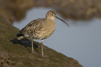Eurasian curlew (Numenius arquata) adult bird on a mudflat, RSPB Titchwell nature reserve, Norfolk,