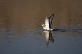 Dunlin (Calidris alpina) adult wader bird in a shallow lagoon, Norfolk, England, United Kingdom