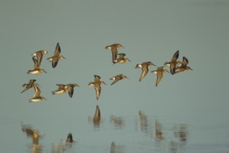 Dunlin (Calidris alpina) adult wader birds flying in a flock over a lagoon, RSPB Titchwell nature