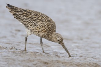 Eurasian curlew (Numenius arquata) adult wader bird feeding on a mudflat, Norfolk, England, United