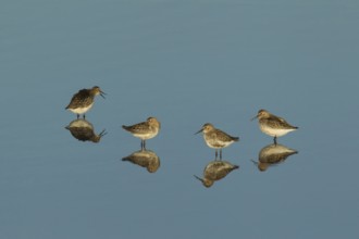 Dunlin (Calidris alpina) four adult wader birds in a shallow lagoon, RSPB Titchwell nature reserve,