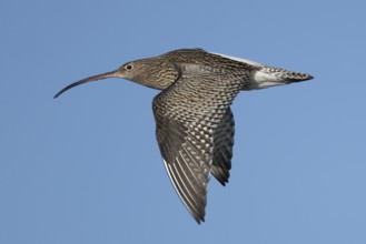 Eurasian curlew (Numenius arquata) adult wader bird flying, Norfolk, England, United Kingdom