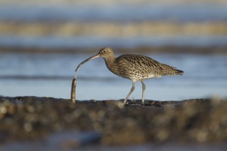 Eurasian curlew (Numenius arquata) adult wader bird feeding on a razorshell on a coastline, RSPB