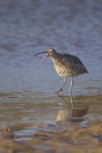 Eurasian curlew (Numenius arquata) adult bird calling in a coastal lagoon, Norfolk, England, United