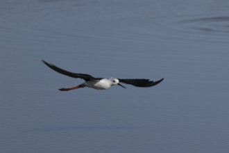 Black winged stilt (Himantopus himantopus) adult wader bird flying over a lagoon, RSPB Titchwell