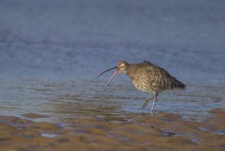 Eurasian curlew (Numenius arquata) adult bird calling in a coastal lagoon, Norfolk, England, United