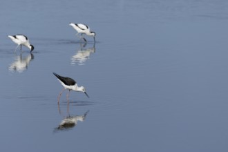 Black winged stilt (Himantopus himantopus) and two Avocet (Recurvirostra avosetta) adult wader