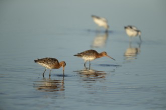 Black tailed godwit (Limosa limosa) two adult male wader birds feeding in a shallow lagoon, RSPB