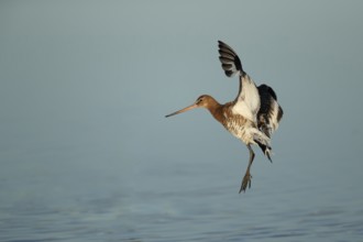 Black tailed godwit (Limosa limosa) adult wader bird coming into land on a shallow lagoon, RSPB
