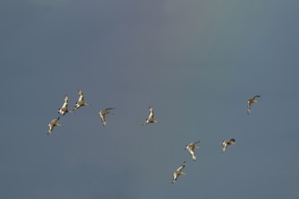 Black tailed godwit (Limosa limosa) adult wader birds in flight with a faint rainbow in the