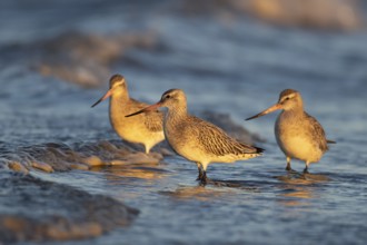 Bar tailed godwit (Limosa lapponica) three adult wading birds in winter plumage in the surf of the