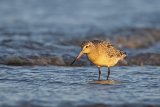 Bar tailed godwit (Limosa lapponica) adult wading bird in winter plumage in the surf of the sea,