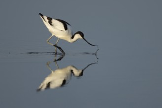 Pied avocet (Recurvirostra avosetta) adult wading bird feeding in a shallow lagoon in summer, RSPB
