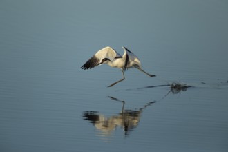 Pied avocet (Recurvirostra avosetta) adult wading bird running in a shallow lagoon in summer, RSPB