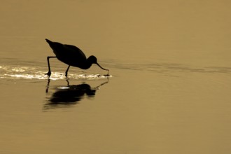 Pied avocet (Recurvirostra avosetta) adult wading bird feeding in a shallow lagoon silhouette at