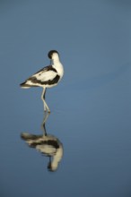 Pied avocet (Recurvirostra avosetta) adult wading bird preening in a shallow lagoon in summer, RSPB