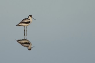 Pied avocet (Recurvirostra avosetta) adult wading bird in a shallow lagoon in summer, RSPB