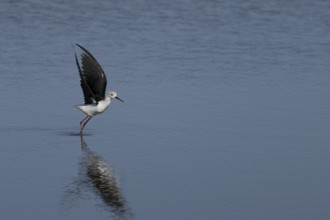 Black winged stilt (Himantopus himantopus) adult wader bird taking off in flight from a lagoon,