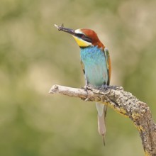 European bee-eater (Merops apiaster) sitting on an old branch with an insect as prey, Lake