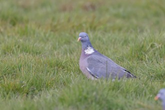 Woodpigeon (Columba palumbus), in a meadow, Wilnsdorf, North Rhine-Westphalia, Germany