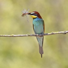 European bee-eater (Merops apiaster) sitting on a branch overgrown with green lichen with a