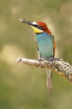 European bee-eater (Merops apiaster) sitting on an old branch with an insect as prey, Lake