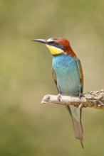 European bee-eater (Merops apiaster) sitting on a branch covered with green lichen, Lake Neusiedl,