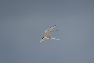 Little tern (Sternula albifrons) adult bird in flight carrying a fish in its beak in summer,