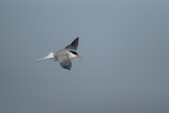 Common tern (Sterna hirundo) adult bird in flight with a fish for food in its beak in summer,