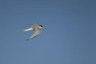 Little tern (Sternula albifrons) adult bird in flight in summer, Norfolk, England, United Kingdom