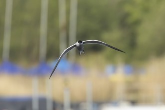 Common tern (Sterna hirundo) adult bird in flight over a lake, Suffolk, England, United Kingdom