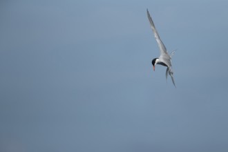 Common tern (Sterna hirundo) adult bird hovering in flight in summer, RSPB Minsmere nature reserve,