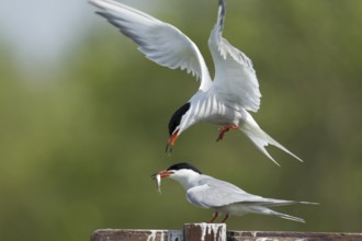 Common tern (Sterna hirundo) two adult birds with one passing a fish to the other during their