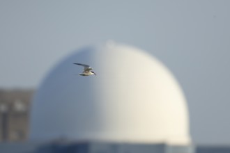Common tern (Sterna hirundo) adult bird in flight with a fish in its beak with Sizewell B nuclear