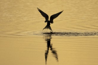Common tern (Sterna hirundo) adult bird in flight taking off from water of a lagoon silhouette at