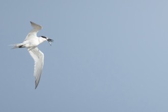 Sandwich tern (Thalasseus sandvicensis) adult bird with a fish in its beak in flight in summer,