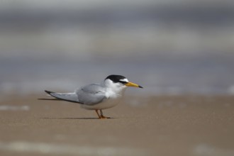 Little tern (Sternula albifrons) adult bird standing on a sandy beach in summer, Norfolk, England,
