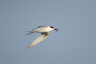 Sandwich tern (Thalasseus sandvicensis) adult bird in flight with a fish in its beak in summer,