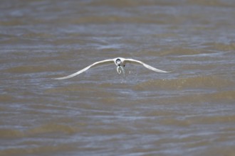 Sandwich tern (Thalasseus sandvicensis) adult bird with a Sandeel fish in its beak taking off in