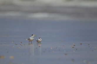 Little tern (Sternula albifrons) two adult birds male offering a female bird a fish as part of the