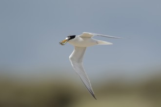Little tern (Sternula albifrons) adult bird in flight carrying a sandeel fish in its beak in