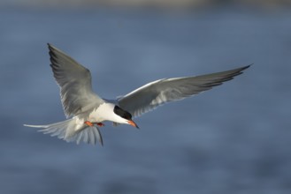 Common tern (Sterna hirundo) adult bird in flight in summer, RSPB Minsmere nature reserve, Suffolk,