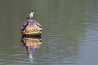 Common tern (Sterna hirundo) adult bird calling from a buoy on a lake, Suffolk, England, United
