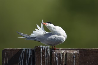 Common tern (Sterna hirundo) adult bird preening its tail feathers, England, United Kingdom