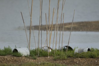 Common tern (Sterna hirundo) adult bird sat on its nest with protective canes to prevent predators