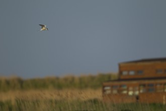 Common tern (Sterna hirundo) adult bird hovering in flight over a scape with a hide in the