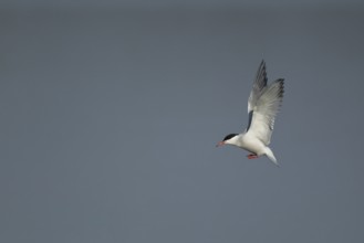 Common tern (Sterna hirundo) adult bird in flight, England, United Kingdom
