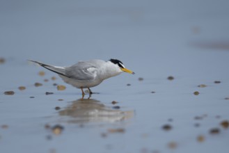 Little tern (Sternula albifrons) adult bird on a beach in summer, Norfolk, England, United Kingdom
